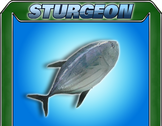 Sturgeon.png