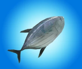 Firshu