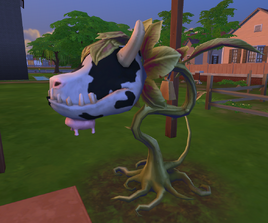 Krowokwiat TS4