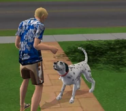 Azor bawiący się z Danielem Wichajstrem.