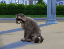 Szop w The Sims 4.png
