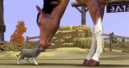 The sims 3 Cat & Horse