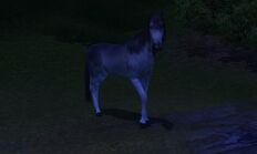 Dziki koń nocą