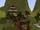 Pagoda w Cieniach