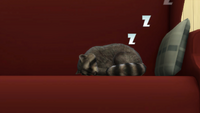 Szop śpi - the sims 4.png