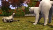 CatsFighting.jpg