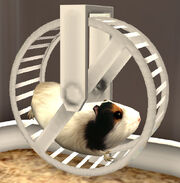 MTS crowridgestudio-940538-CRSWomrat1.jpg