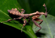 ghost mantis location Real Ghost Mantis