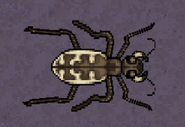 Tiger Beetle (2)
