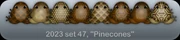 Pinecones