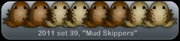 Mud Skippers