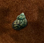 Small Snail Shell