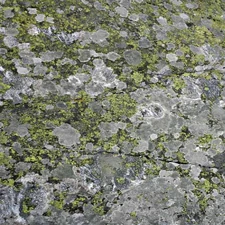 Lichen