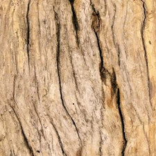 Dry Wood