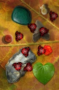 Eight Maroon Picea Punctis.
