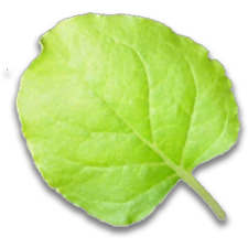 Fan Leaf