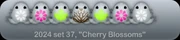 Cherry Blossoms