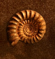 Ammonite