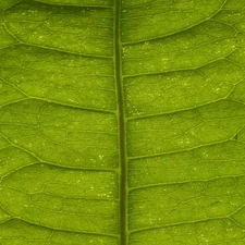 Macro Leaf