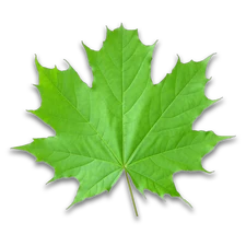 Maple Leaf