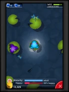 Then I breed with another Anura and make it happy.