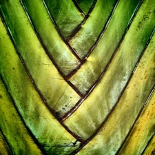 Agave
