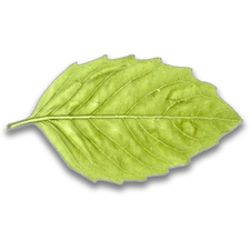 Serrated Leaf