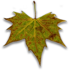 Fall Leaf
