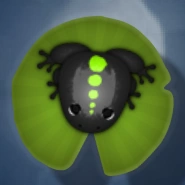 A Black Folium Spinae.