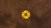 Scenery YellowDaisy