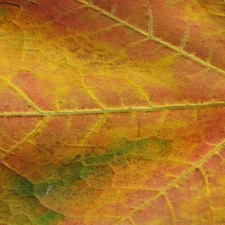 Fall Leaf
