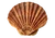 Scallop Shell