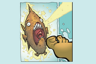 A Piranha being electrocuted