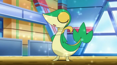 Snivy de Ako