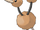 Doduo