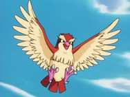 Davis'Pidgey