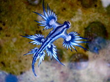 Blue dragon-glaucus atlanticus (8599051974).jpg