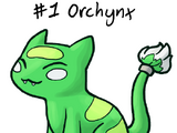 Orchynx