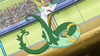 Trip's Serperior preparing to battle Burgundy's Darmanitan