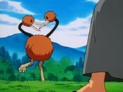 Doduo fight each other