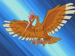 Fearow was Rico's main Pokémon it had appeared three times in the RS006 and it had lost battling against Jessie's Arbok twice and a bit later with Ash's Pikachu again. Its known moves are Agility, Fury Attack and Drill Peck.