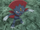 Kagetomo's Weavile