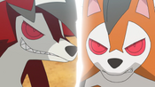 Both Lycanroc ready themselves for battle