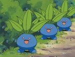 Eliza's Oddish are one of the Pokémon Eliza extracts the fragrances from.