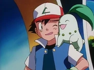 As Chikorita showing affection towards Ash