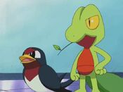 Treecko and Taillow are back and healthy