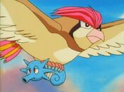 Pidgeotto carries Horsea away