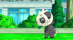 Pancham did not fight back after being attacked twice by the impostor Ash's Pikachu.