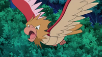 Spearow anime