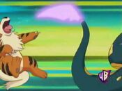 Seviper hits Growlithe with Poison Tail